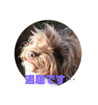 もふもふわんこ Fluffy Dog（個別スタンプ：13）