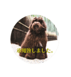 もふもふわんこ Fluffy Dog（個別スタンプ：14）