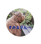 もふもふわんこ Fluffy Dog（個別スタンプ：15）