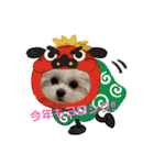 LUNA＆SEAちゃんミックスdog part6(正月編)（個別スタンプ：1）
