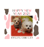 LUNA＆SEAちゃんミックスdog part6(正月編)（個別スタンプ：2）