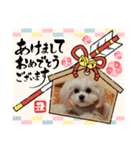 LUNA＆SEAちゃんミックスdog part6(正月編)（個別スタンプ：3）