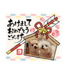 LUNA＆SEAちゃんミックスdog part6(正月編)（個別スタンプ：8）