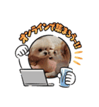 LUNA＆SEAちゃんミックスdog part6(正月編)（個別スタンプ：13）