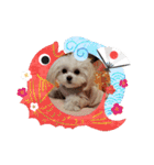 LUNA＆SEAちゃんミックスdog part6(正月編)（個別スタンプ：20）