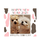 LUNA＆SEAちゃんミックスdog part6(正月編)（個別スタンプ：21）