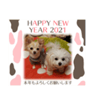 LUNA＆SEAちゃんミックスdog part6(正月編)（個別スタンプ：22）