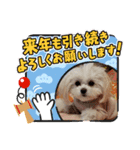 LUNA＆SEAちゃんミックスdog part6(正月編)（個別スタンプ：23）