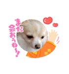 LUNA＆SEAちゃんミックスdog part6(正月編)（個別スタンプ：24）