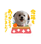 LUNA＆SEAちゃんミックスdog part6(正月編)（個別スタンプ：25）