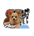 LUNA＆SEAちゃんミックスdog part6(正月編)（個別スタンプ：27）