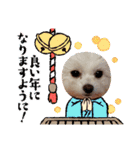 LUNA＆SEAちゃんミックスdog part6(正月編)（個別スタンプ：30）