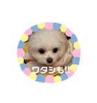 LUNA＆SEAちゃんミックスdog part6(正月編)（個別スタンプ：31）