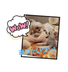LUNA＆SEAちゃんミックスdog part6(正月編)（個別スタンプ：32）