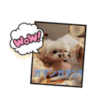 LUNA＆SEAちゃんミックスdog part6(正月編)（個別スタンプ：33）