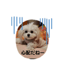 LUNA＆SEAちゃんミックスdog part6(正月編)（個別スタンプ：37）