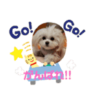 LUNA＆SEAちゃんミックスdog part6(正月編)（個別スタンプ：39）