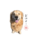 ごるわんこ（個別スタンプ：13）