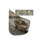 亀スタンプ＆犬スタンプ（個別スタンプ：3）