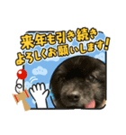 亀スタンプ＆犬スタンプ（個別スタンプ：5）