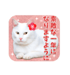 猫写真・年末年始のご挨拶♪【改良・再販】（個別スタンプ：9）