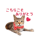 猫写真・年末年始のご挨拶♪【改良・再販】（個別スタンプ：18）