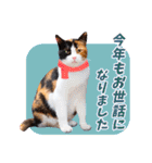 猫写真・年末年始のご挨拶♪【改良・再販】（個別スタンプ：21）