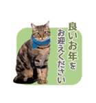 猫写真・年末年始のご挨拶♪【改良・再販】（個別スタンプ：22）