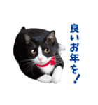 猫写真・年末年始のご挨拶♪【改良・再販】（個別スタンプ：23）