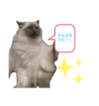 ちーむラグちゃんズ（個別スタンプ：1）