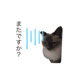 ちーむラグちゃんズ（個別スタンプ：2）