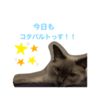 ちーむラグちゃんズ（個別スタンプ：3）