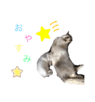 ちーむラグちゃんズ（個別スタンプ：5）