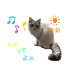 ちーむラグちゃんズ（個別スタンプ：6）