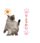 ちーむラグちゃんズ（個別スタンプ：8）