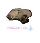 ちーむラグちゃんズ（個別スタンプ：9）