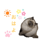 ちーむラグちゃんズ（個別スタンプ：10）