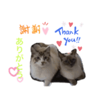 ちーむラグちゃんズ（個別スタンプ：11）