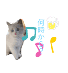 ちーむラグちゃんズ（個別スタンプ：12）