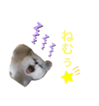 ちーむラグちゃんズ（個別スタンプ：13）