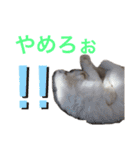 ちーむラグちゃんズ（個別スタンプ：14）