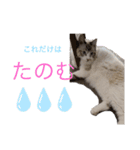 ちーむラグちゃんズ（個別スタンプ：15）