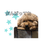Abel♡Hachi（個別スタンプ：7）