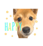 きなこのすたんぷ、❶（個別スタンプ：4）