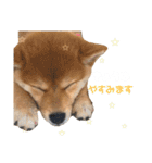きなこのすたんぷ、❶（個別スタンプ：7）