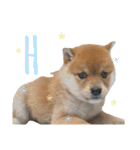 きなこのすたんぷ、❶（個別スタンプ：9）