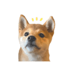 きなこのすたんぷ、❶（個別スタンプ：10）