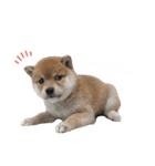 きなこのすたんぷ、❶（個別スタンプ：28）