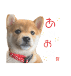 きなこのすたんぷ、❶（個別スタンプ：30）