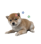 きなこのすたんぷ、❶（個別スタンプ：33）